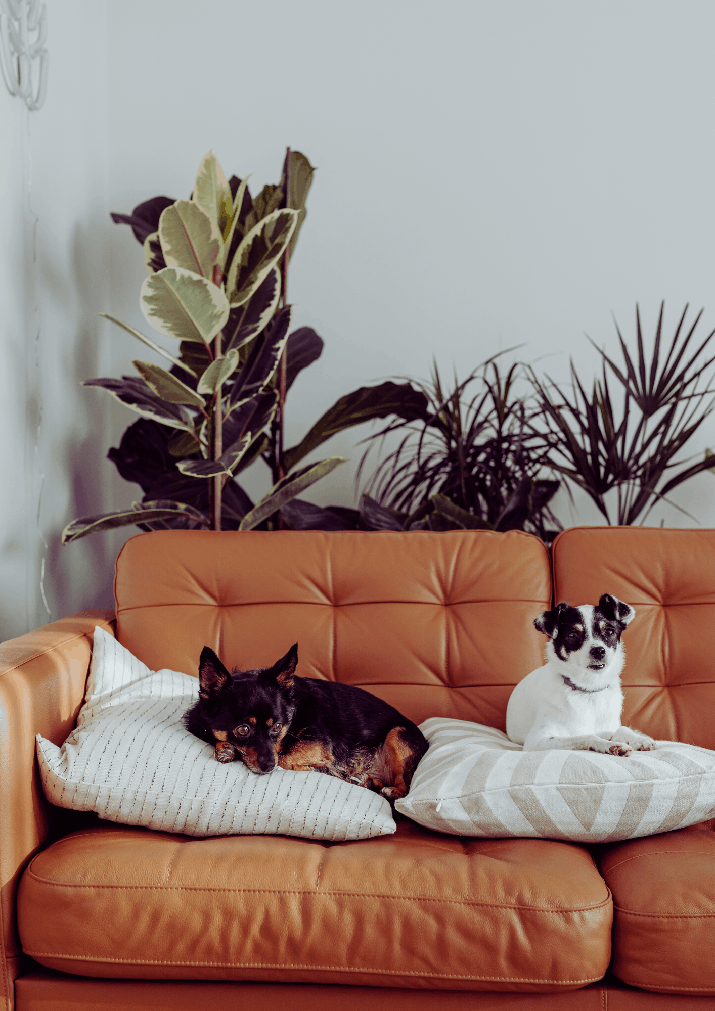 Pets in Rental Property